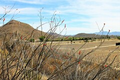 Fouquieria splendens