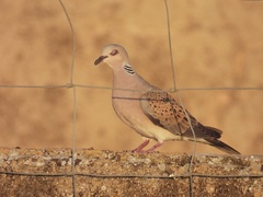 Streptopelia turtur