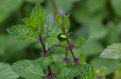 Chrysolina herbacea
