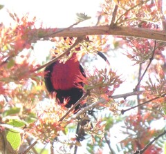 Chalcomitra senegalensis