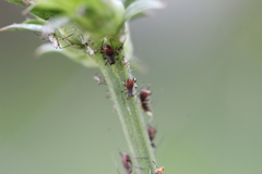 Macrosiphini