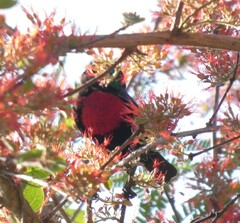 Chalcomitra senegalensis