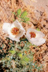 Argemone grandiflora