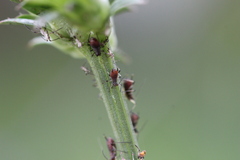Macrosiphini