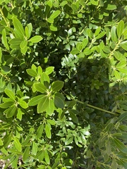 Ilex crenata