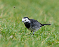 Motacilla alba yarrellii