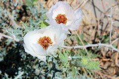 Argemone grandiflora