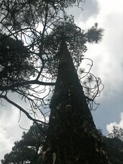 Pinus hartwegii