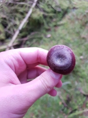 Cerioporus leptocephalus