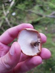 Cerioporus leptocephalus