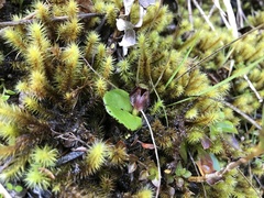 Corybas hatchii