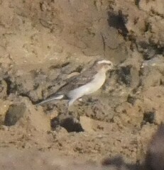 Gymnoris superciliaris