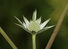 Eryngium heterophyllum