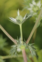 Eryngium heterophyllum