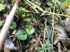 Corybas hatchii