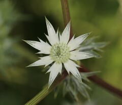 Eryngium heterophyllum