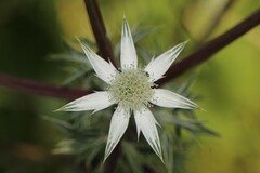 Eryngium heterophyllum