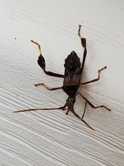 Leptoglossus oppositus