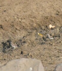 Gymnoris superciliaris