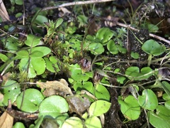 Corybas hatchii