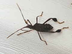 Leptoglossus oppositus
