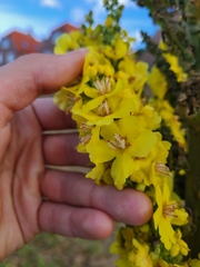 Verbascum speciosum