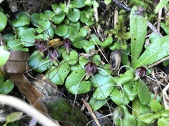 Corybas hatchii