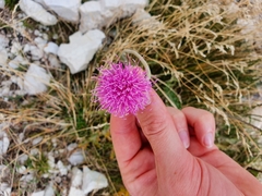 Carduus defloratus