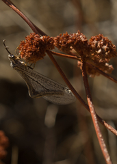 Brachynemurus