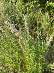 Artemisia vulgaris