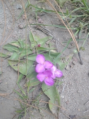 Tradescantia crassifolia