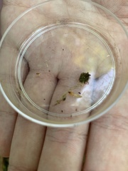 Reticulitermes flavipes