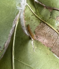 Psilocorsis quercicella