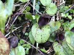 Corybas iridescens