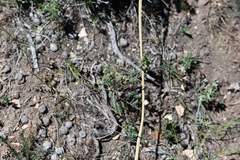 Lomatium multifidum