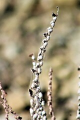 Astrolepis cochisensis