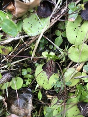 Corybas iridescens