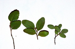 Nothofagus × apiculata