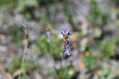 Penstemon rydbergii
