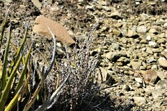 Astrolepis cochisensis