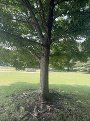 Liquidambar styraciflua