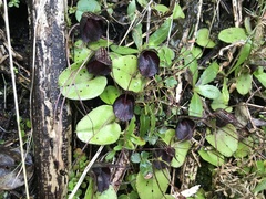 Corybas iridescens