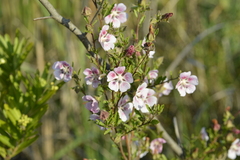Anisodontea scabrosa