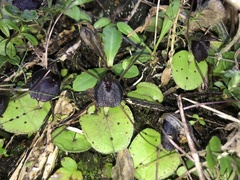 Corybas iridescens
