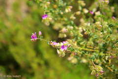 Polygala fruticosa