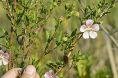 Anisodontea scabrosa