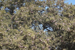 Vachellia erioloba