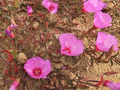 Clarkia rubicunda
