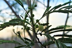 Leucaena leucocephala