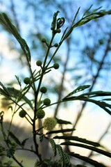 Leucaena leucocephala